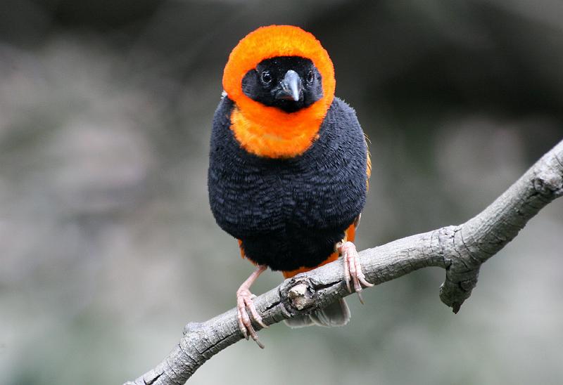 Roovink sit op tak 16.jpg - Broeiende mannetjie lyk baie na Vuurkopvink, maar word onderskei aan 'n swart voorkop en kroon.